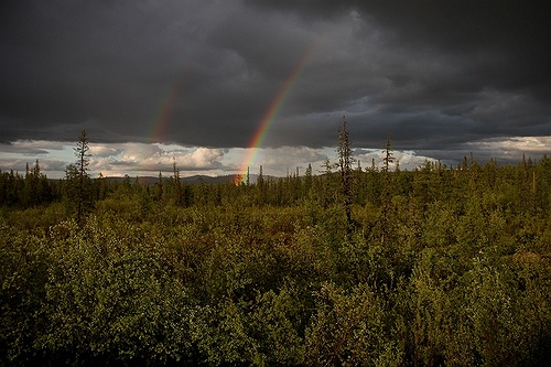 Rainbows over the taiga